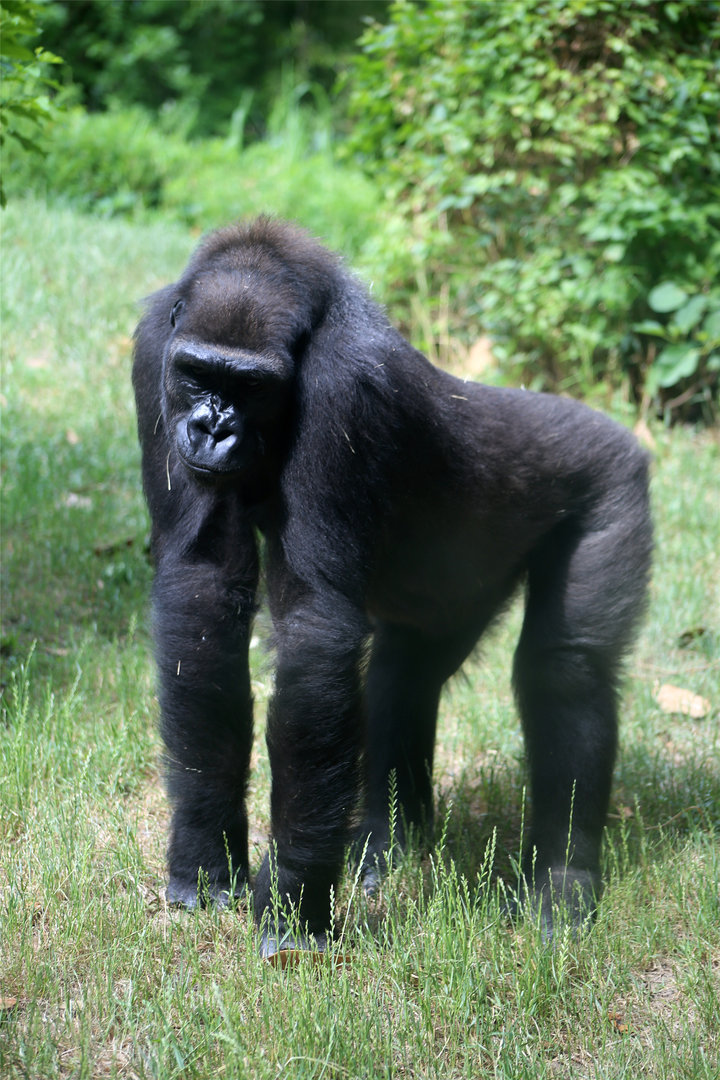 Western Lowland Gorilla