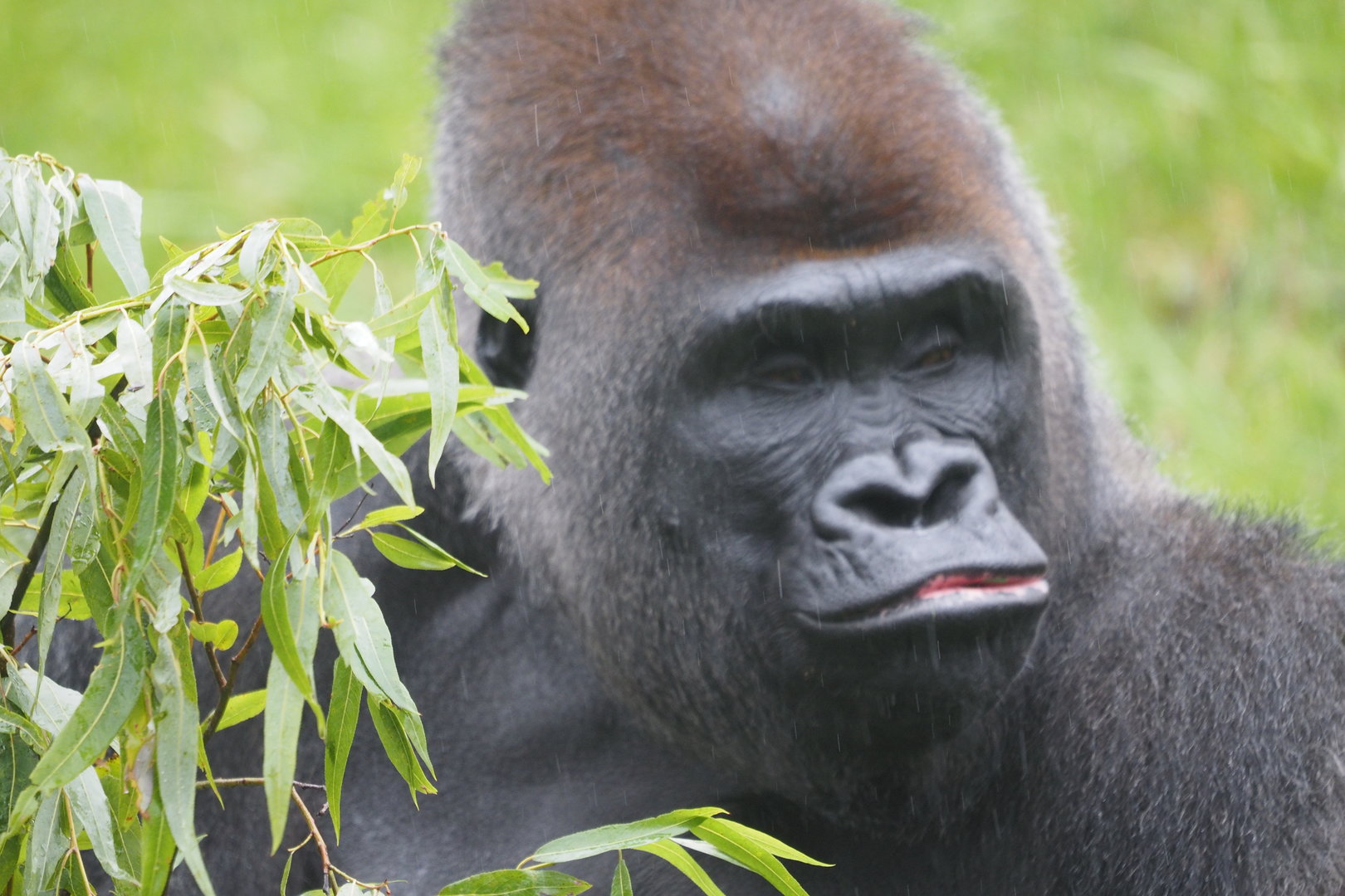 Western Lowland Gorilla