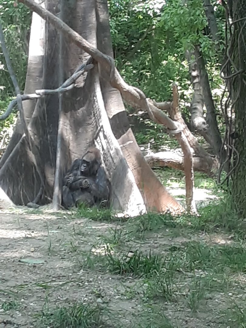 Western Lowland Gorilla