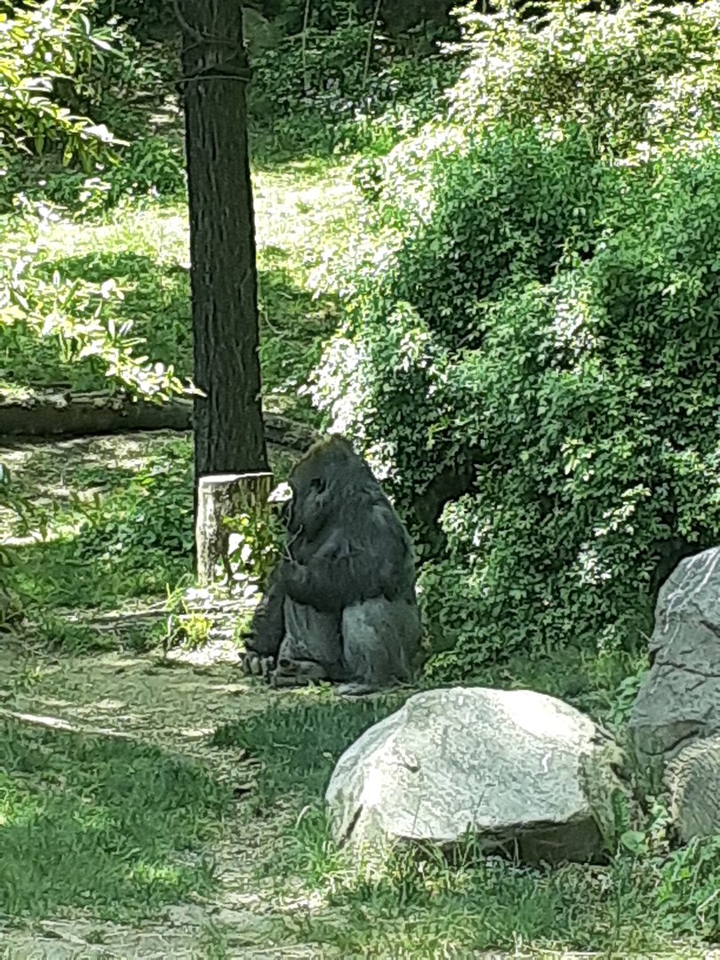 Western Lowland Gorilla