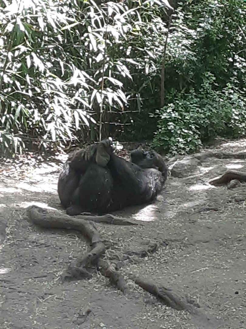 Western Lowland Gorilla