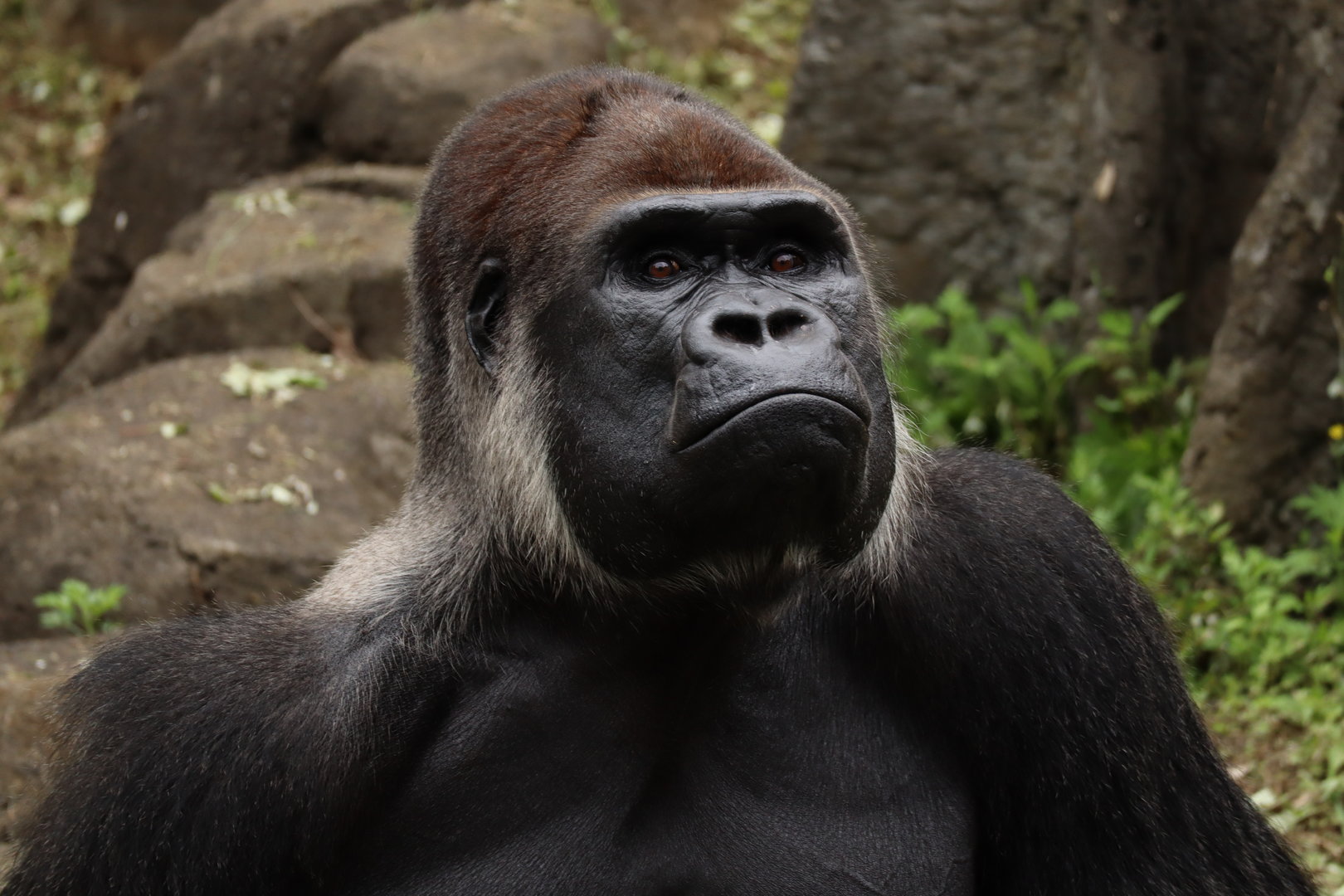 Western lowland gorilla