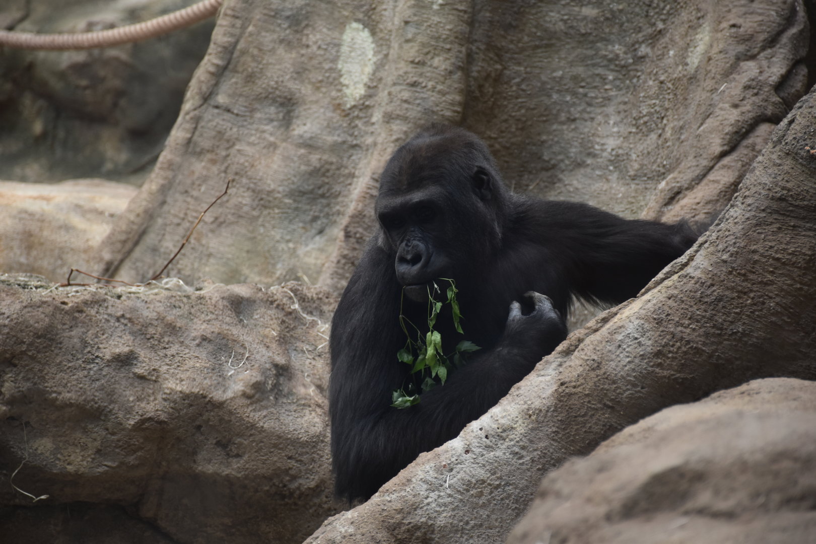 Western lowland gorilla