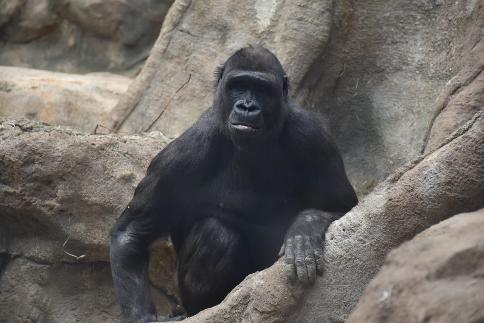 Western lowland gorilla