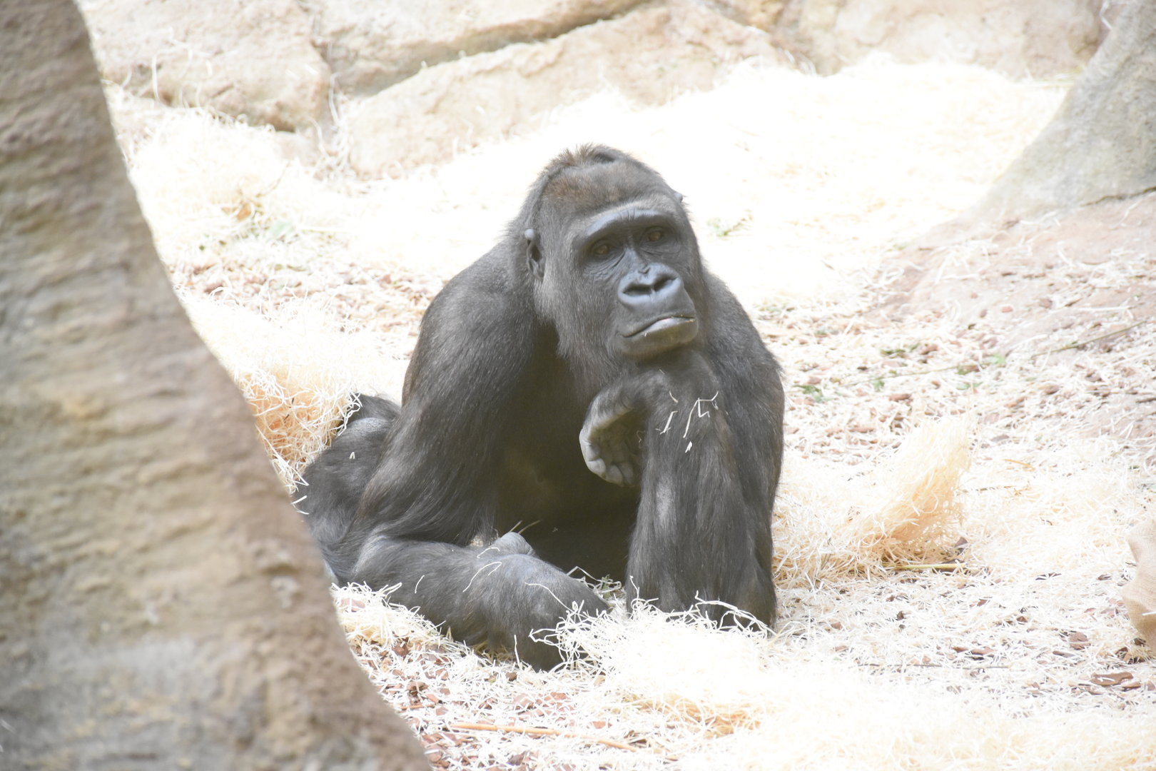 Western lowland gorilla