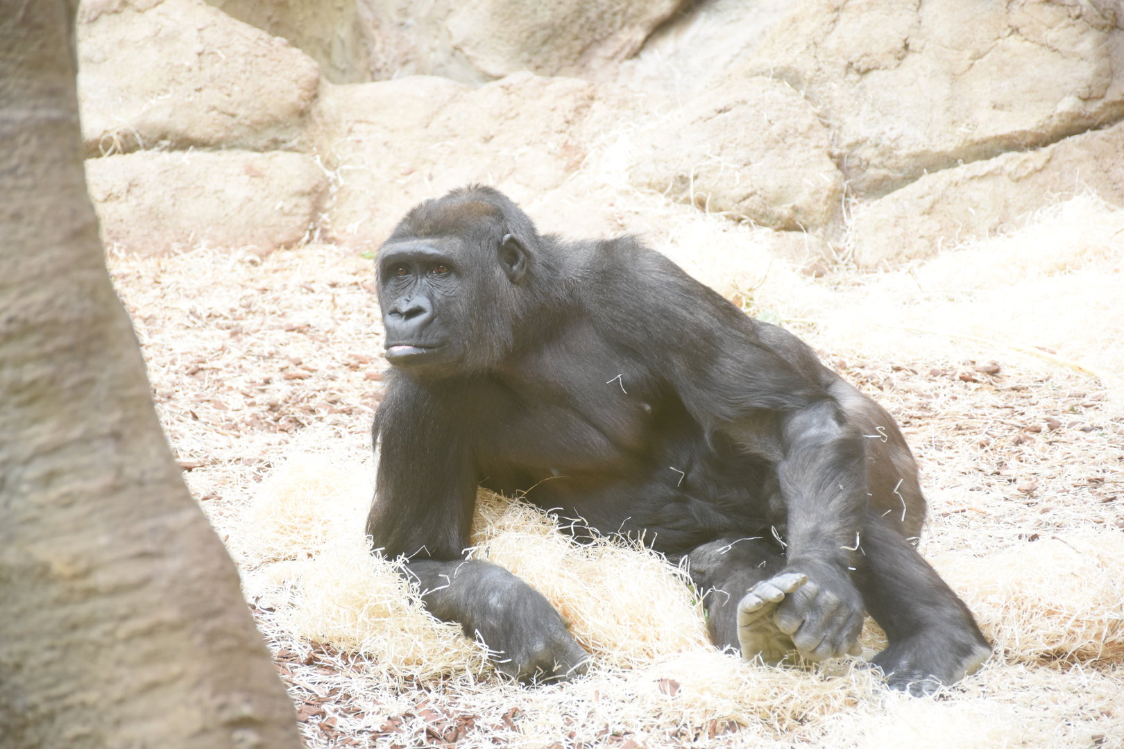 Western lowland gorilla