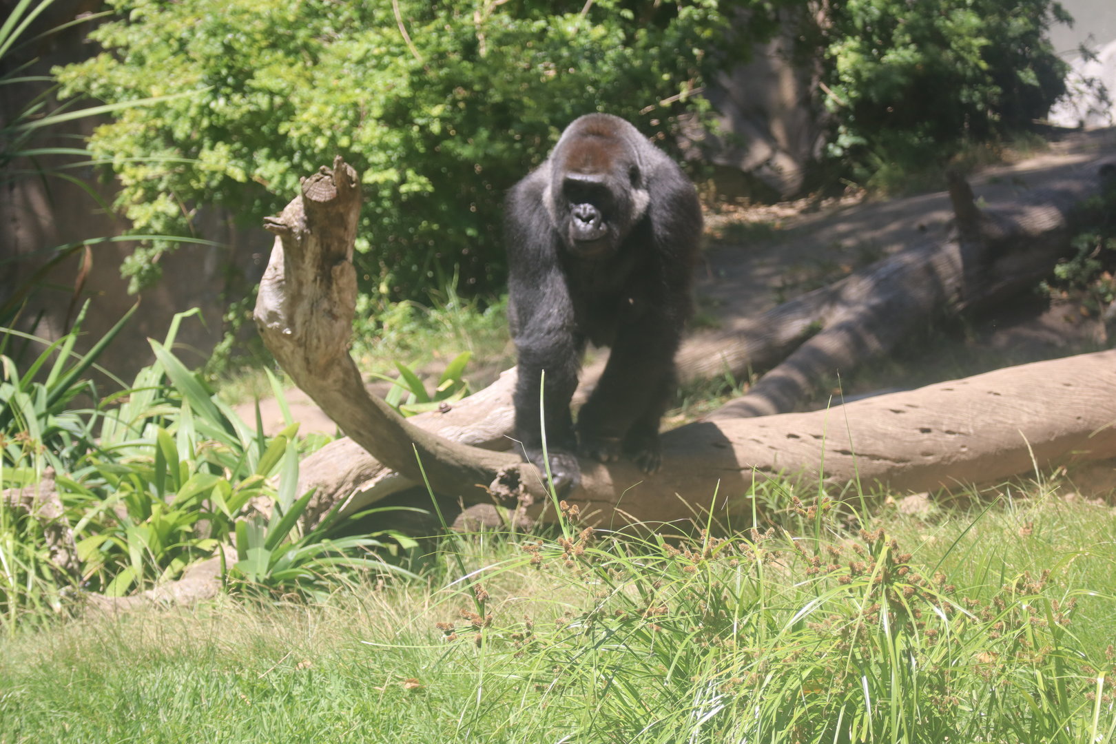 Western Lowland Gorilla