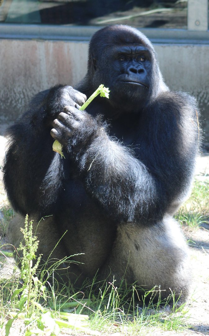 Western lowland gorilla