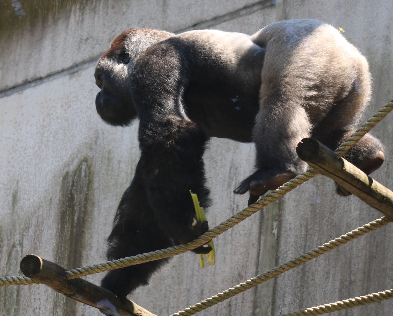 Western lowland gorilla
