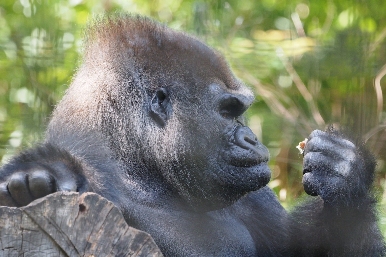 Western Lowland Gorilla