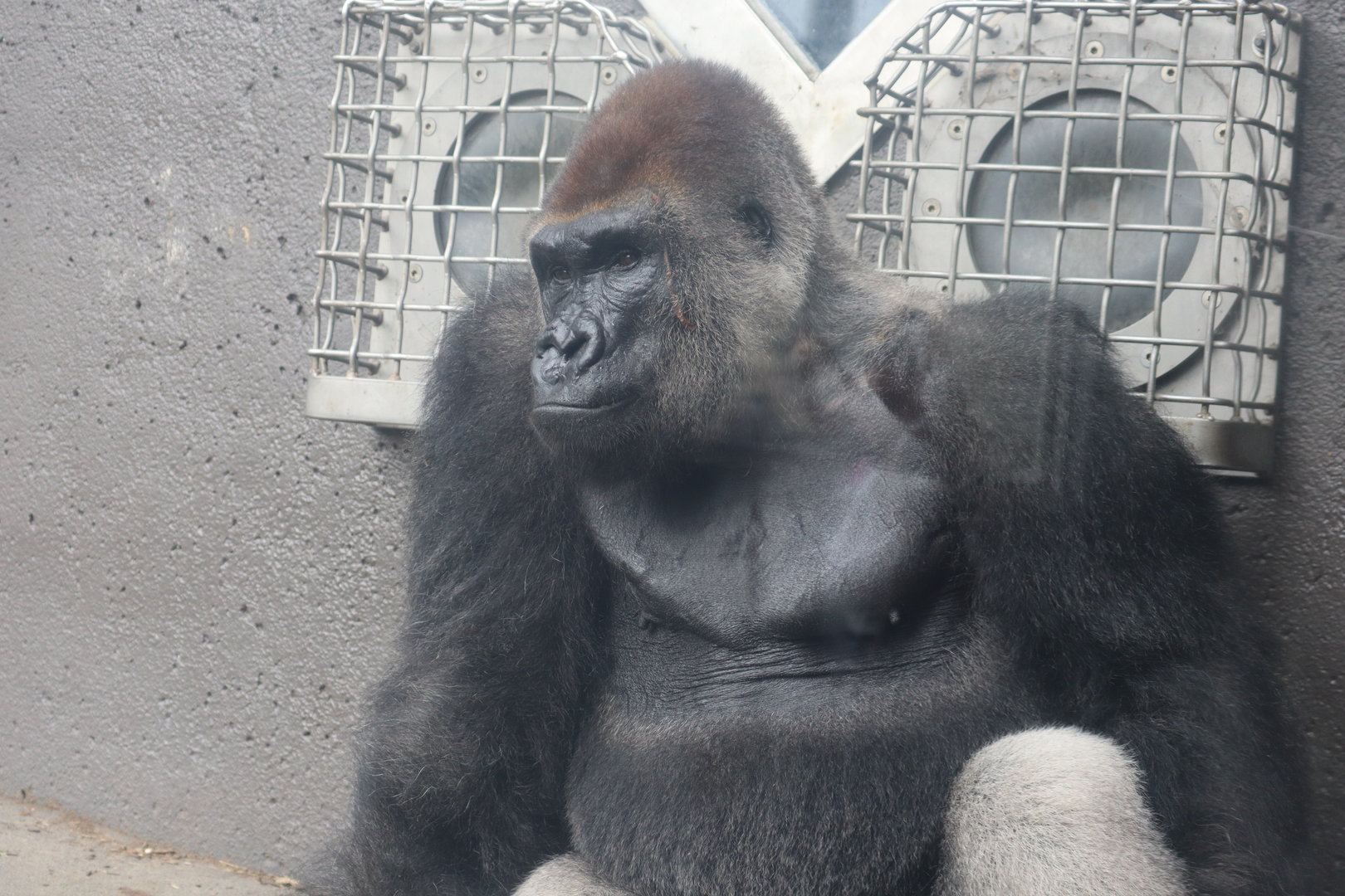Western Lowland Gorilla