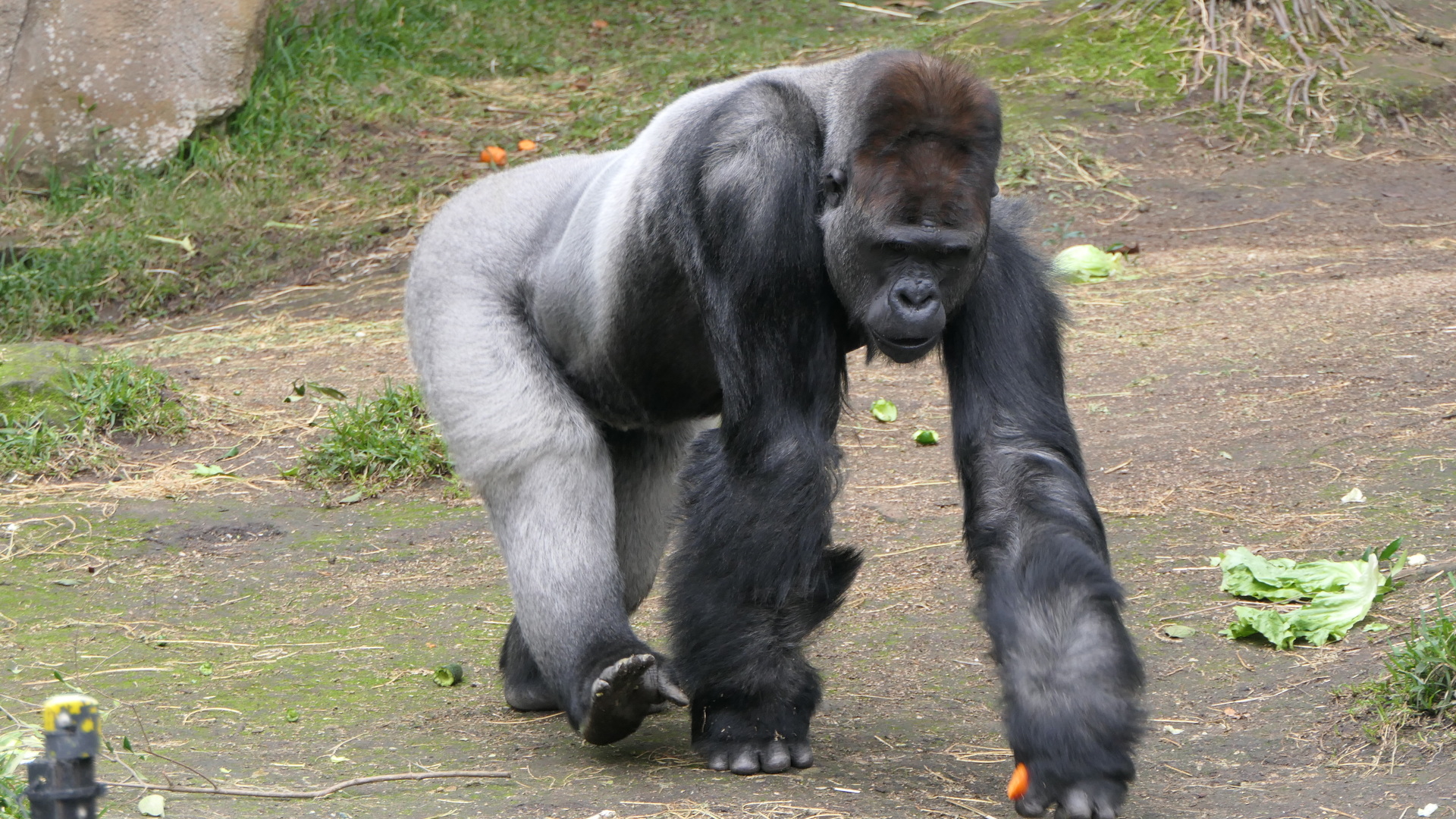 Western Lowland Gorilla