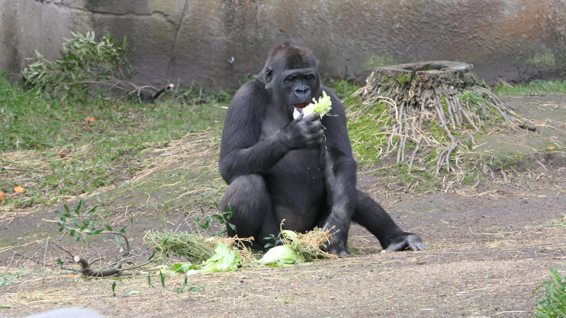 Western Lowland Gorilla
