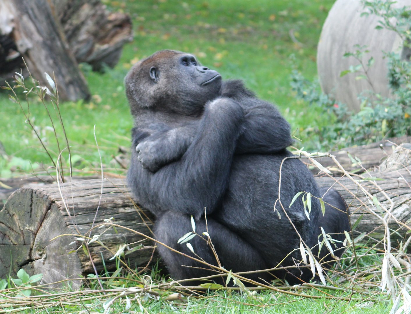 Western lowland gorilla