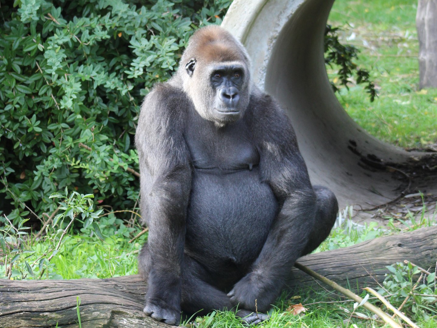 Western lowland gorilla