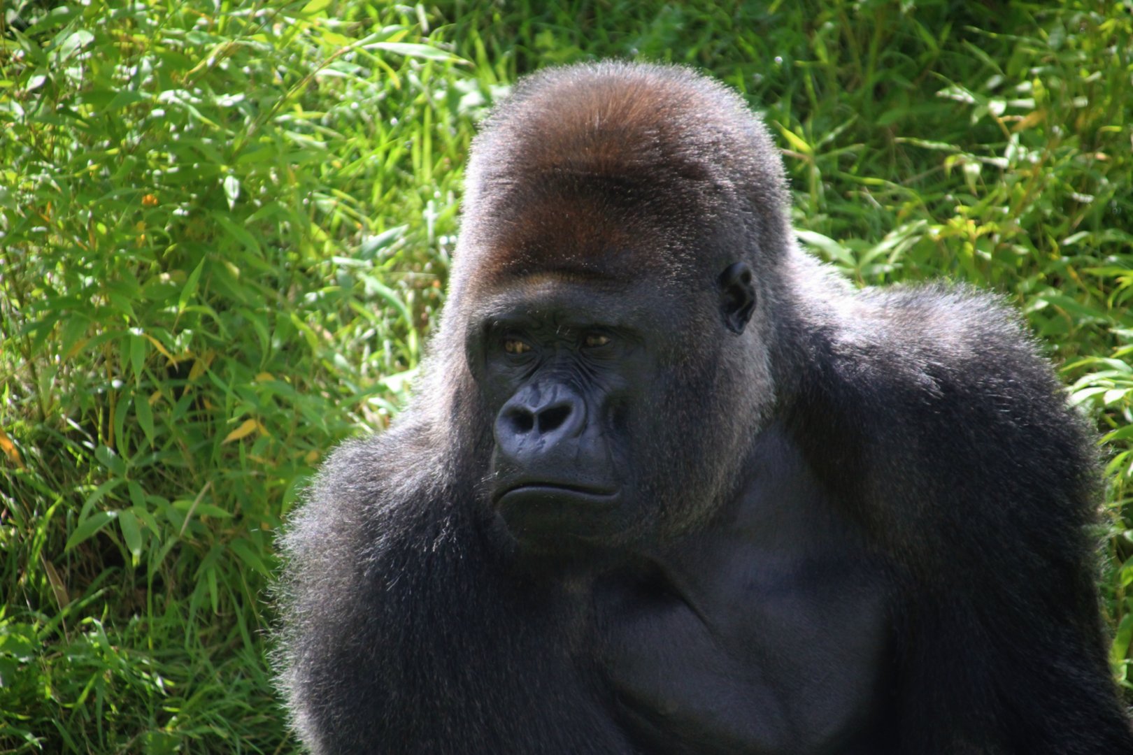 Western Lowland Gorilla