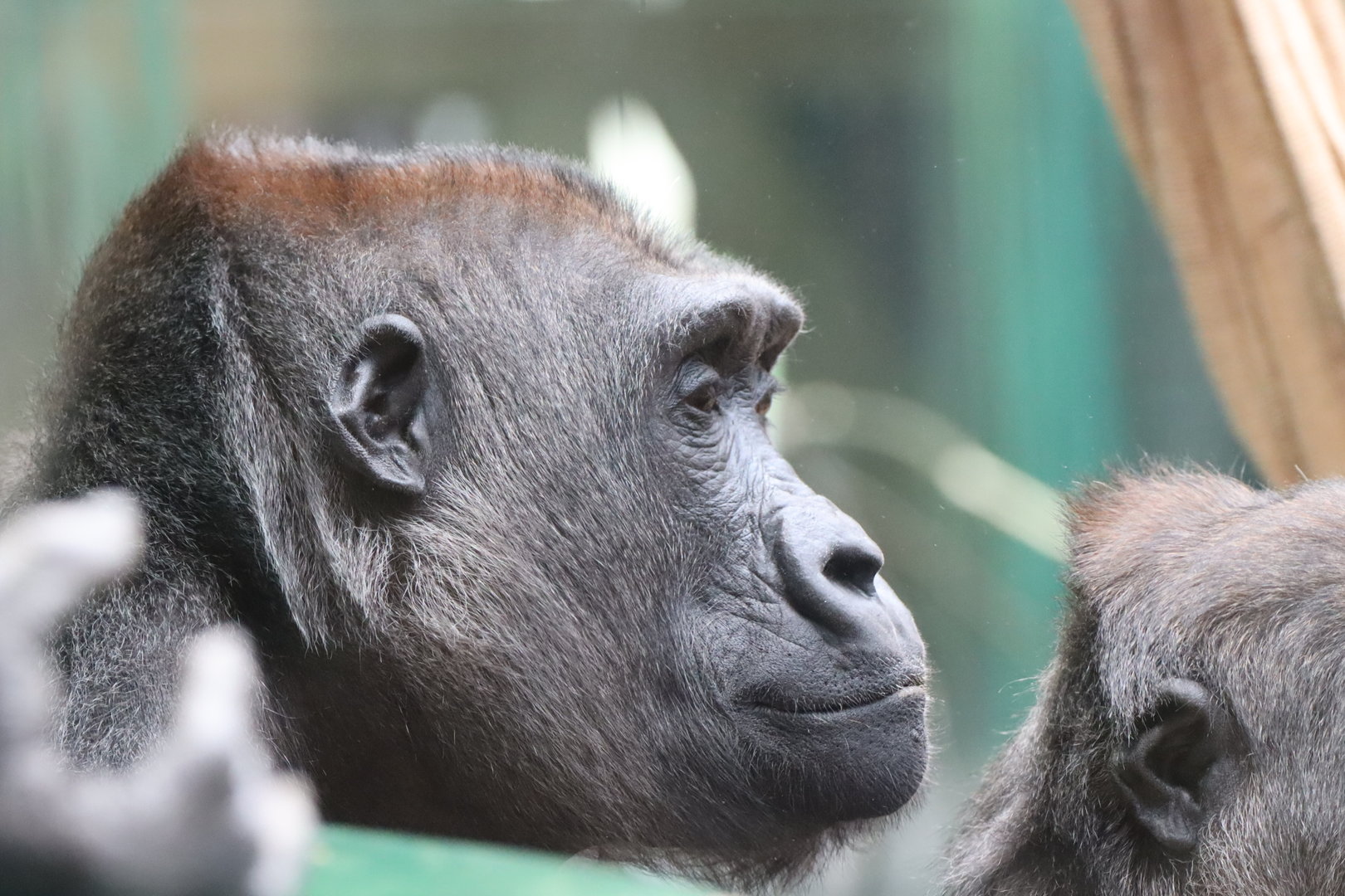 Western Lowland Gorilla