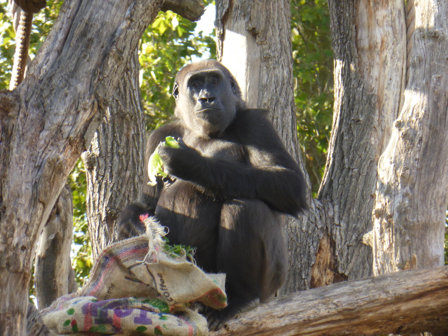 Western Lowland Gorilla