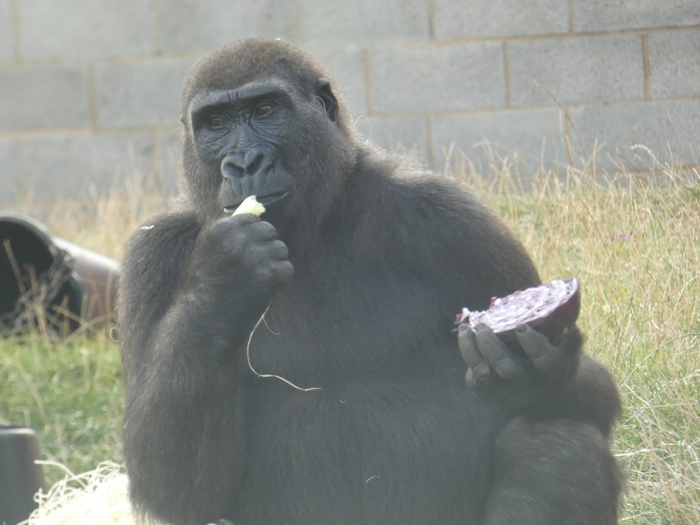 Western lowland gorilla