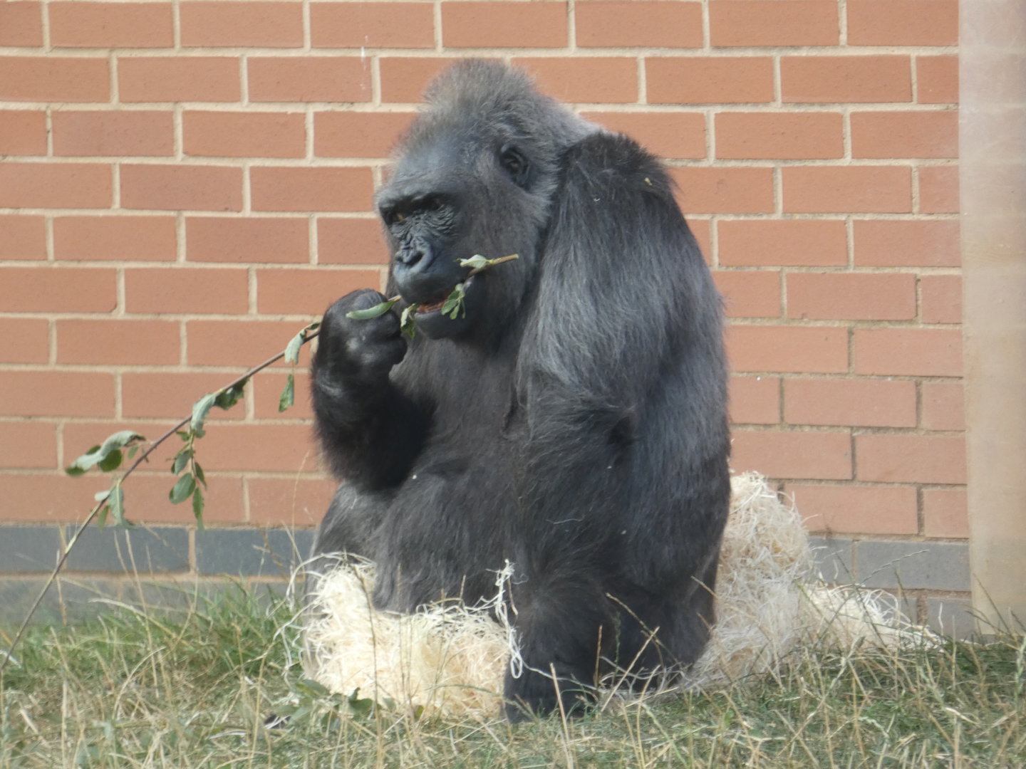 Western lowland gorilla
