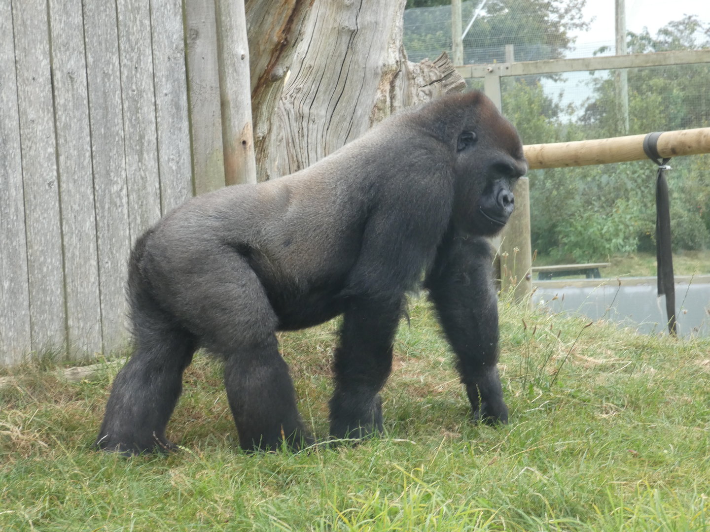 Western lowland gorilla