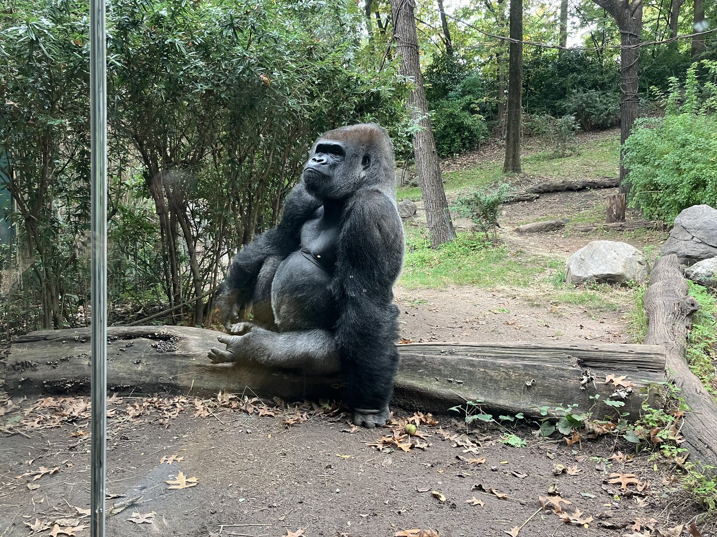 Western Lowland Gorilla
