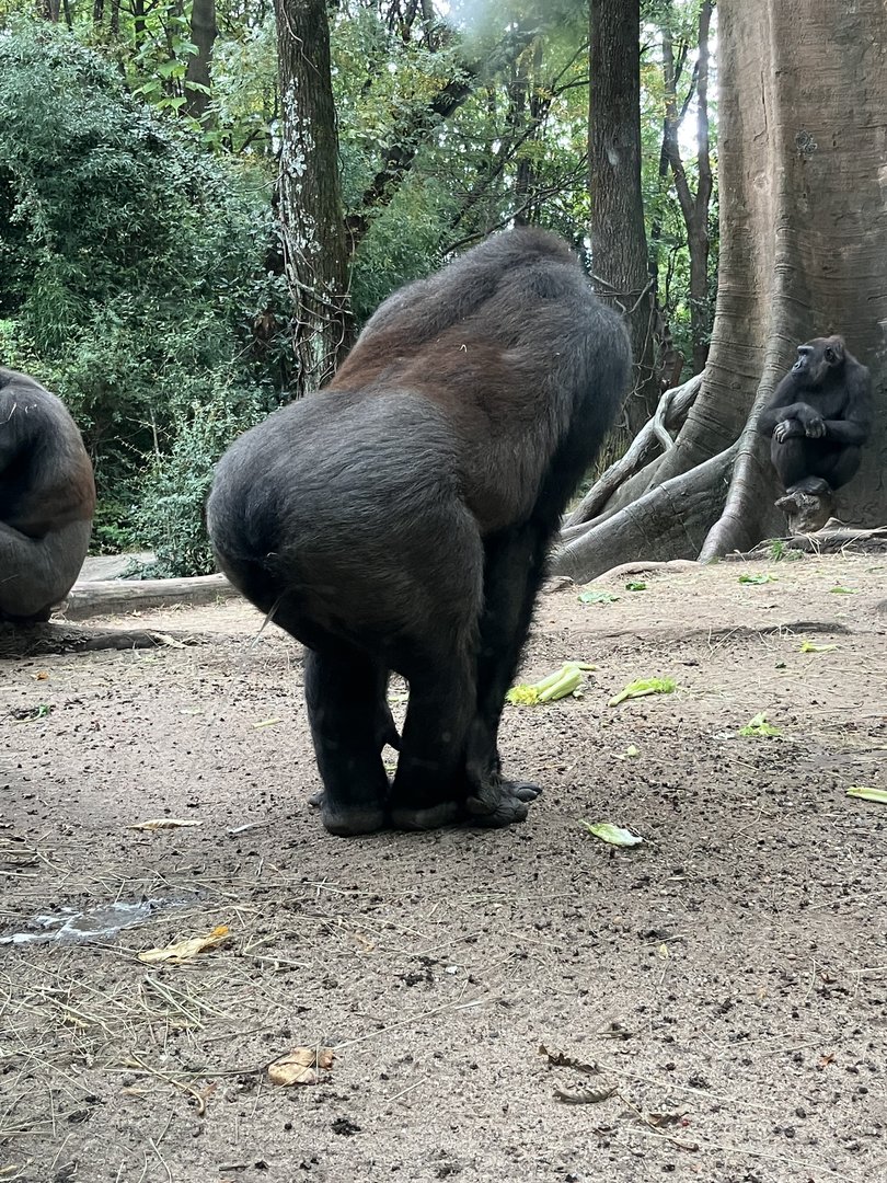 Western Lowland Gorilla