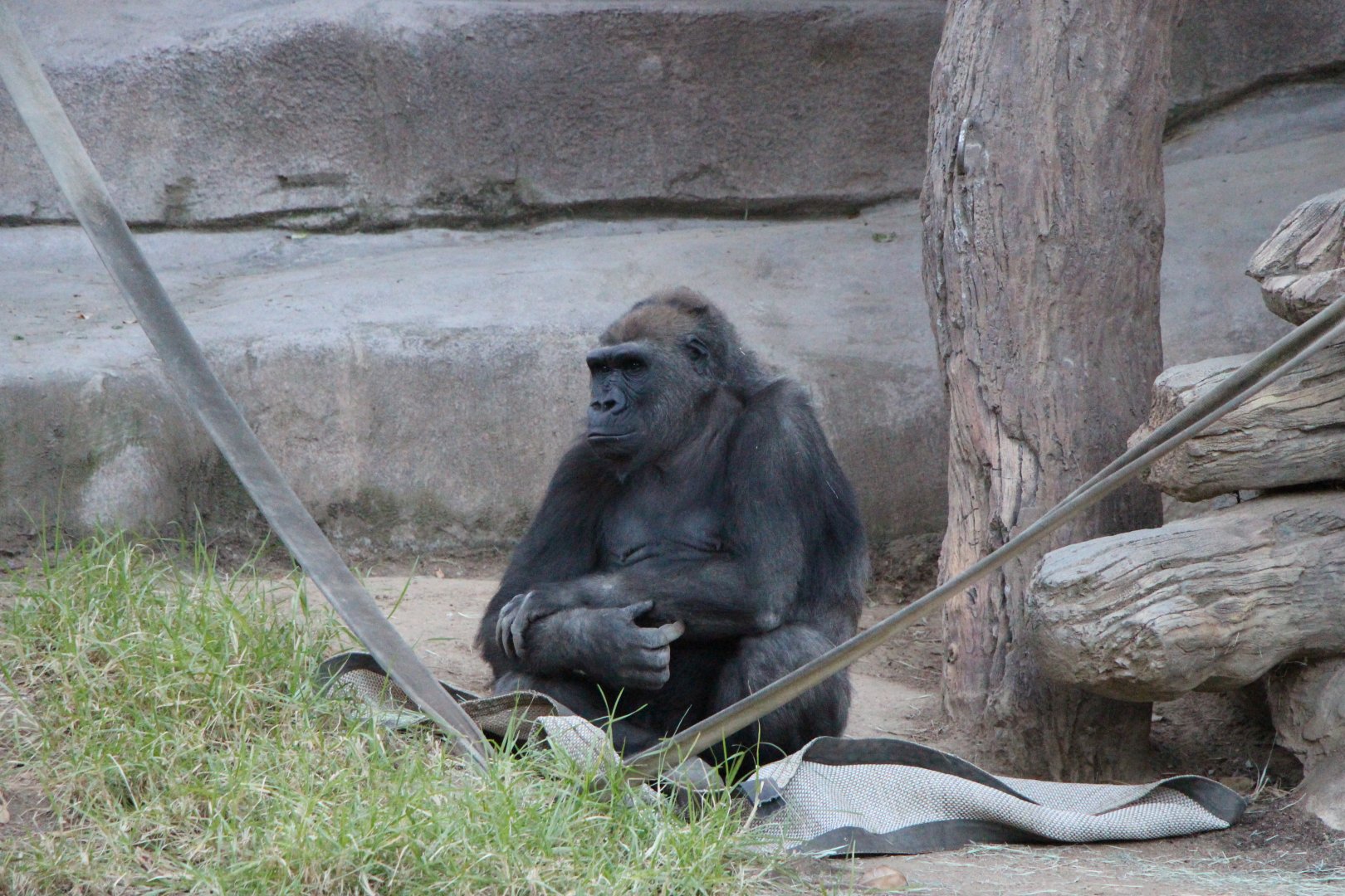 Western Lowland Gorilla