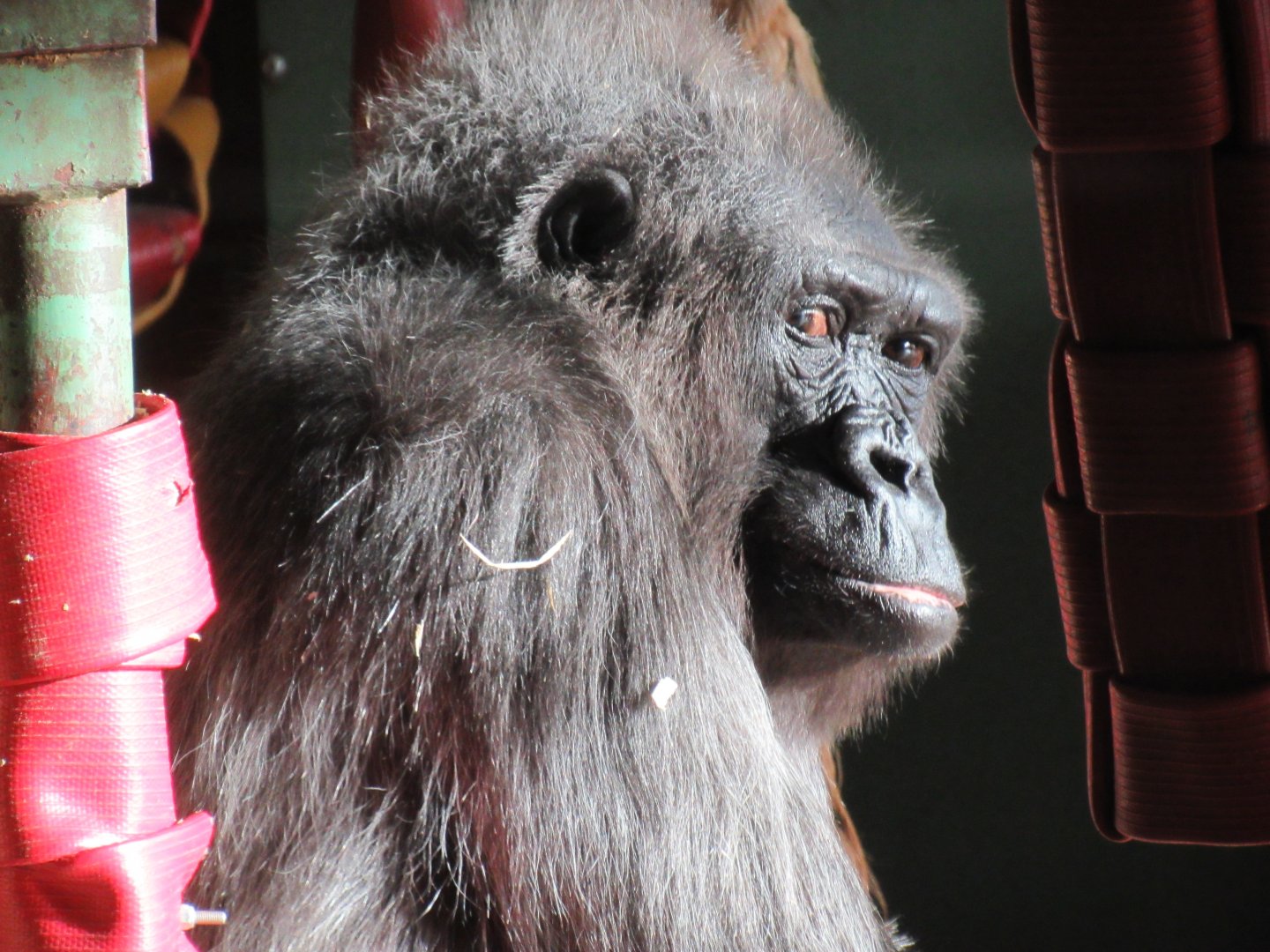 Western lowland gorilla