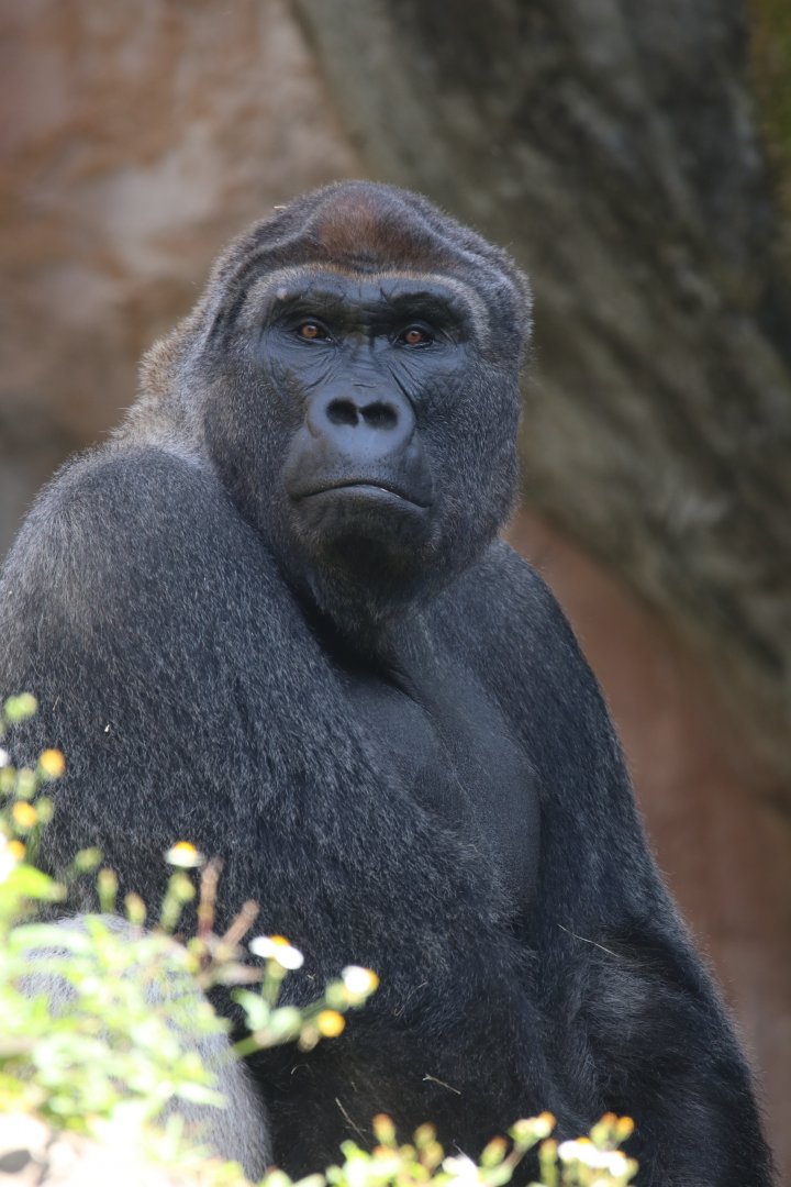 Western lowland gorilla