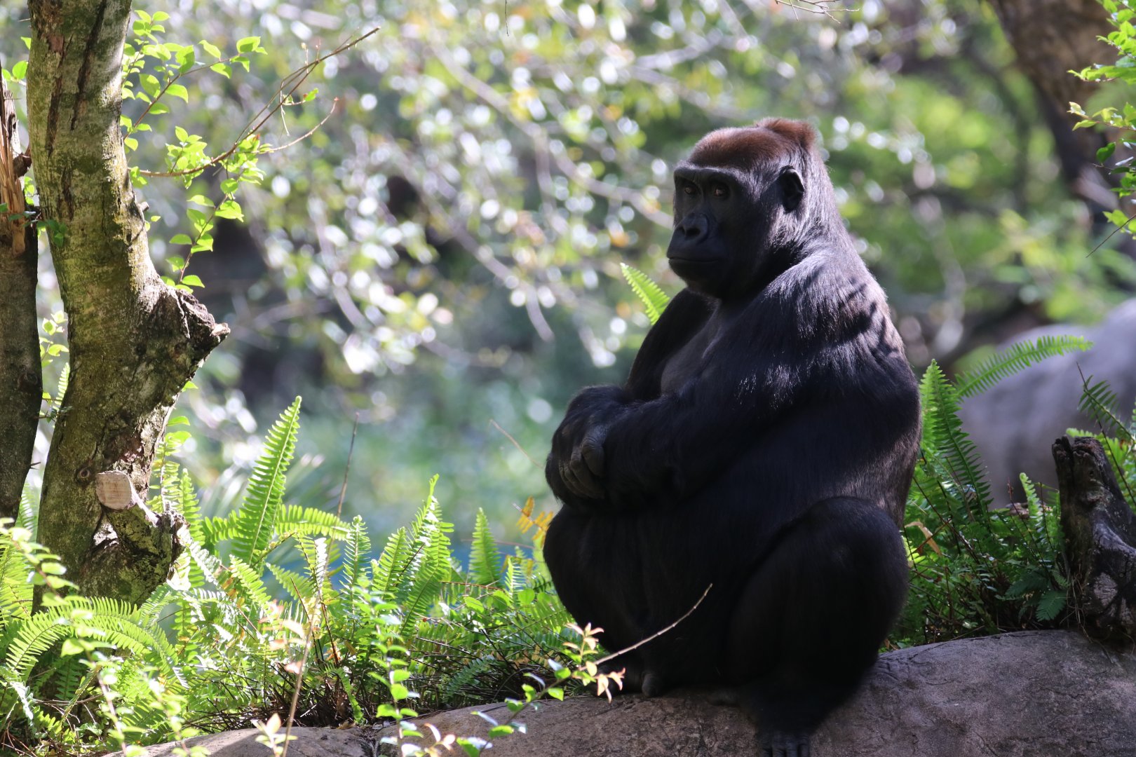 Western lowland gorilla