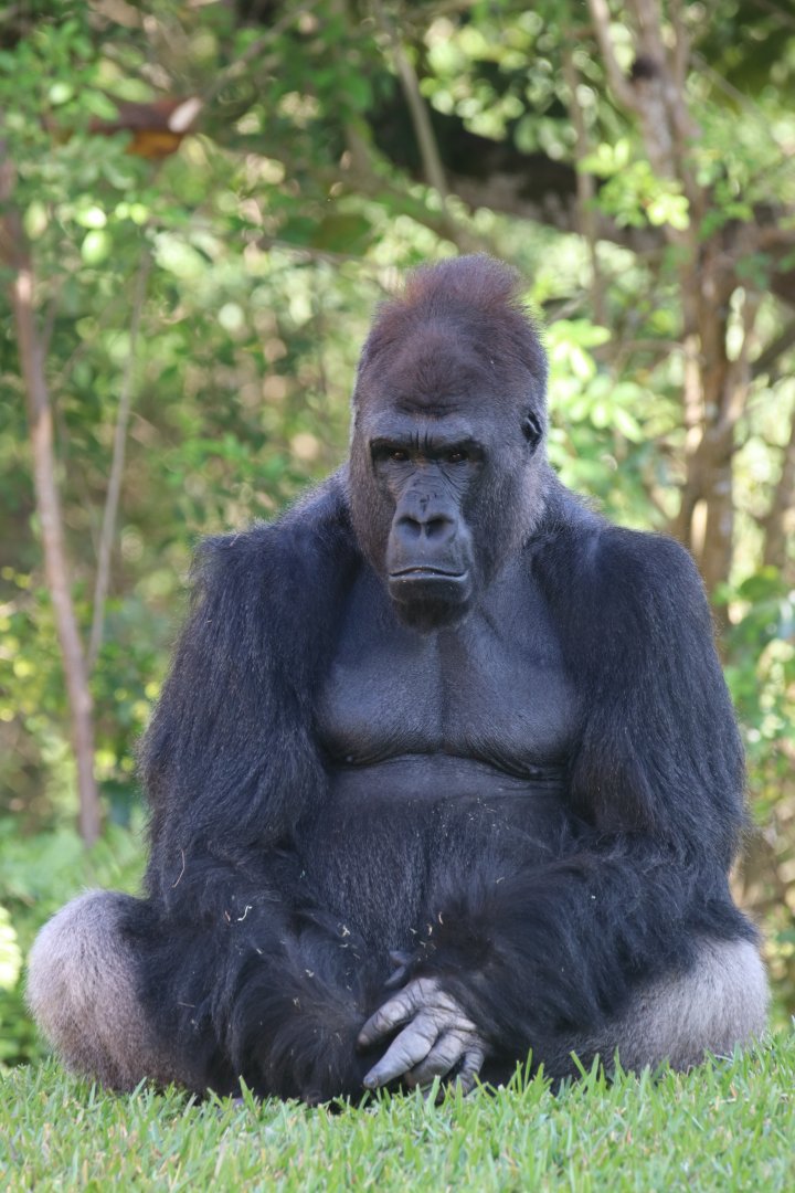 Western lowland gorilla