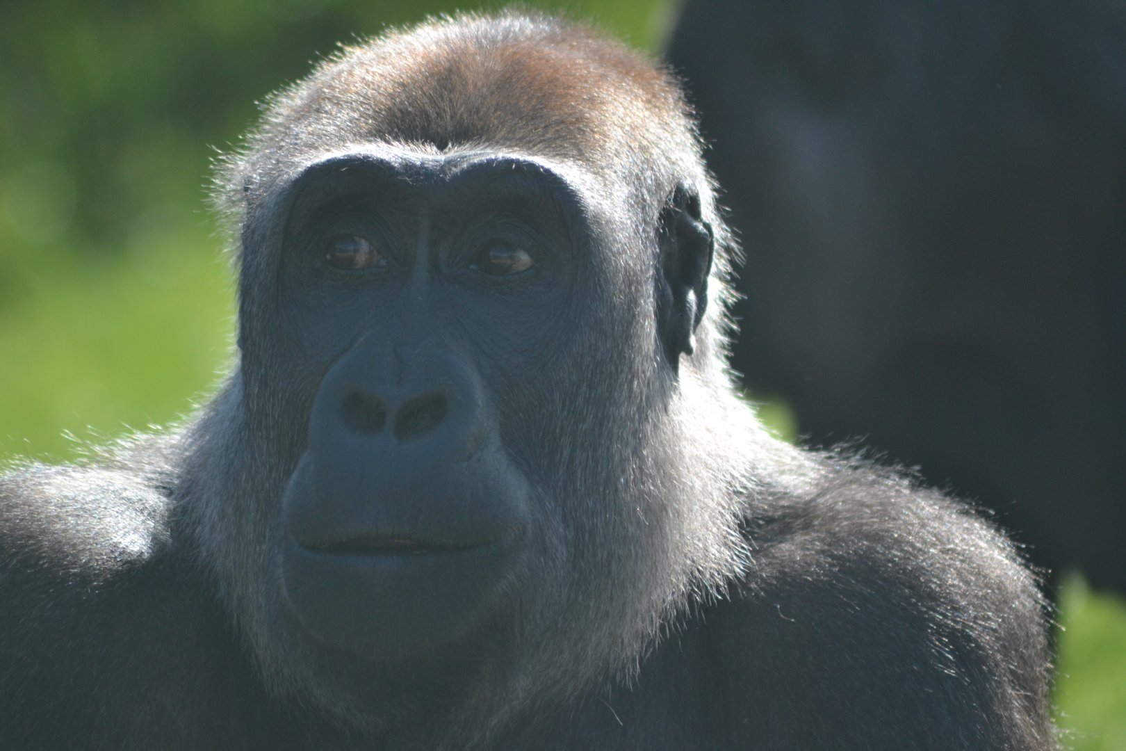 Western Lowland gorilla