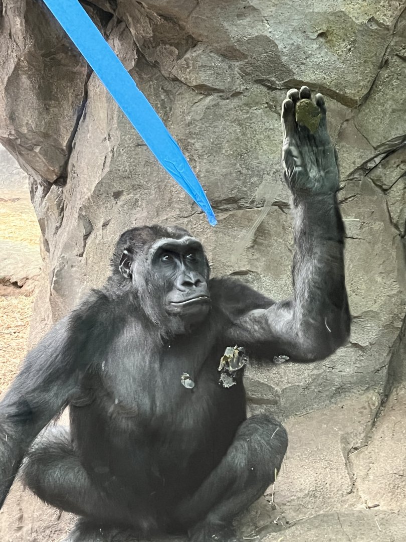 Western Lowland Gorilla