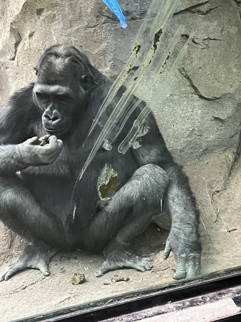 Western Lowland Gorilla