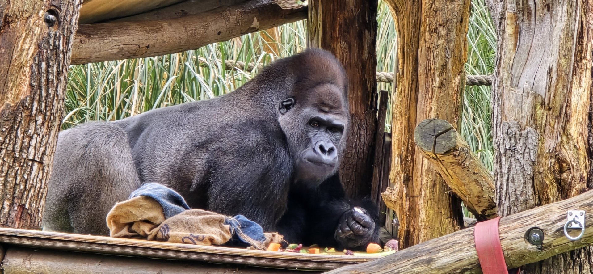 Western. Lowland  gorilla