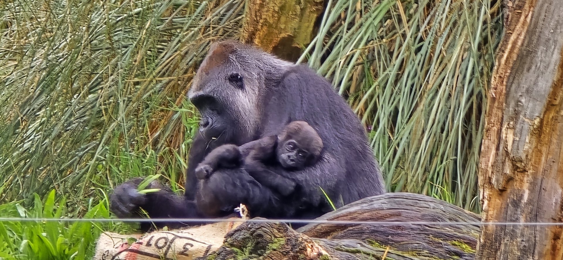 Western. Lowland  gorilla