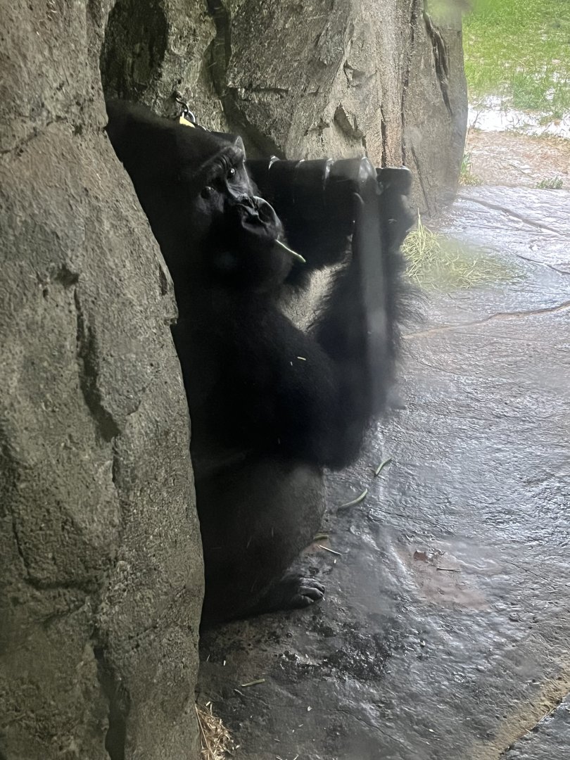 Western Lowland Gorilla