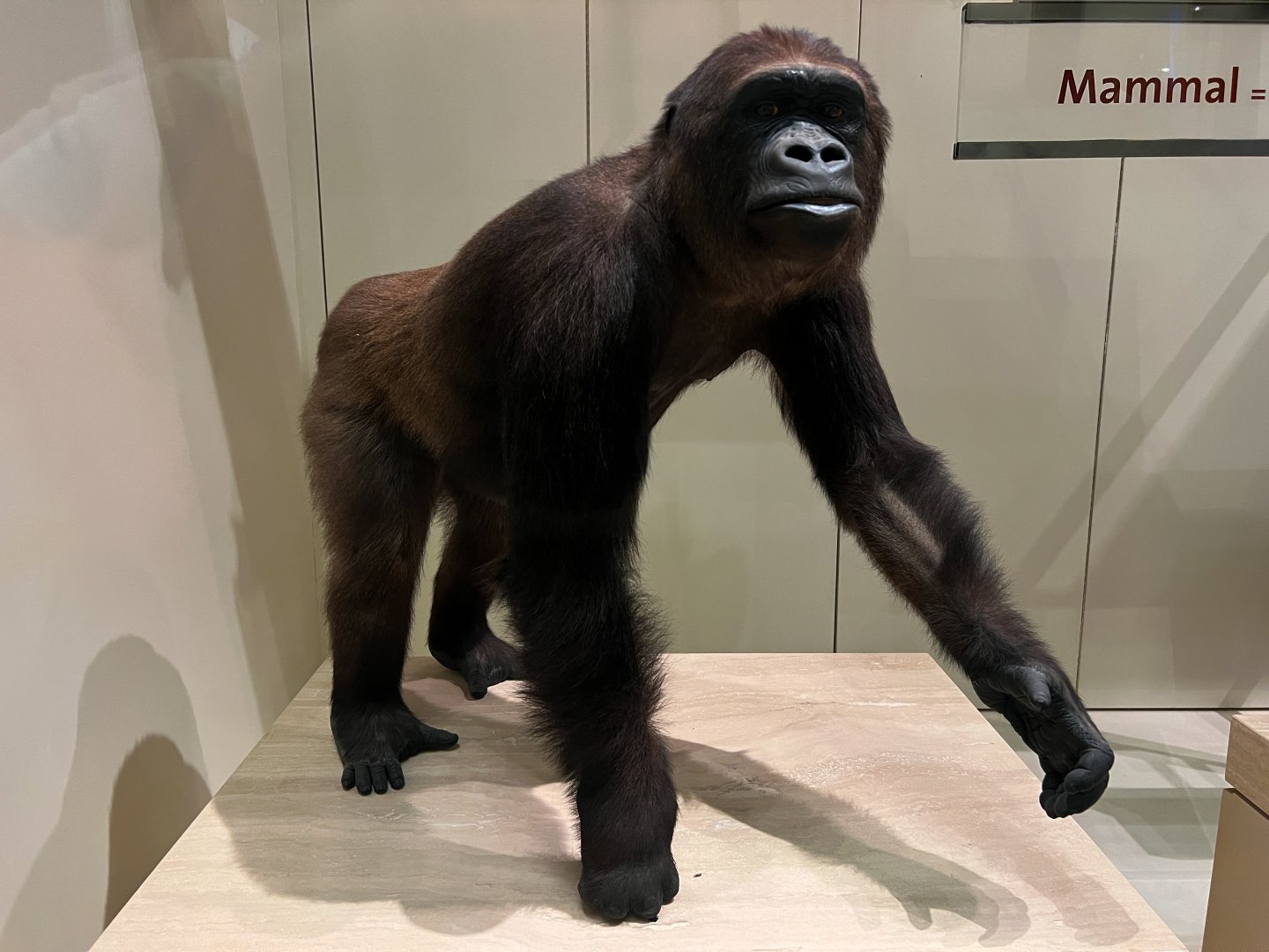 Western Lowland Gorilla