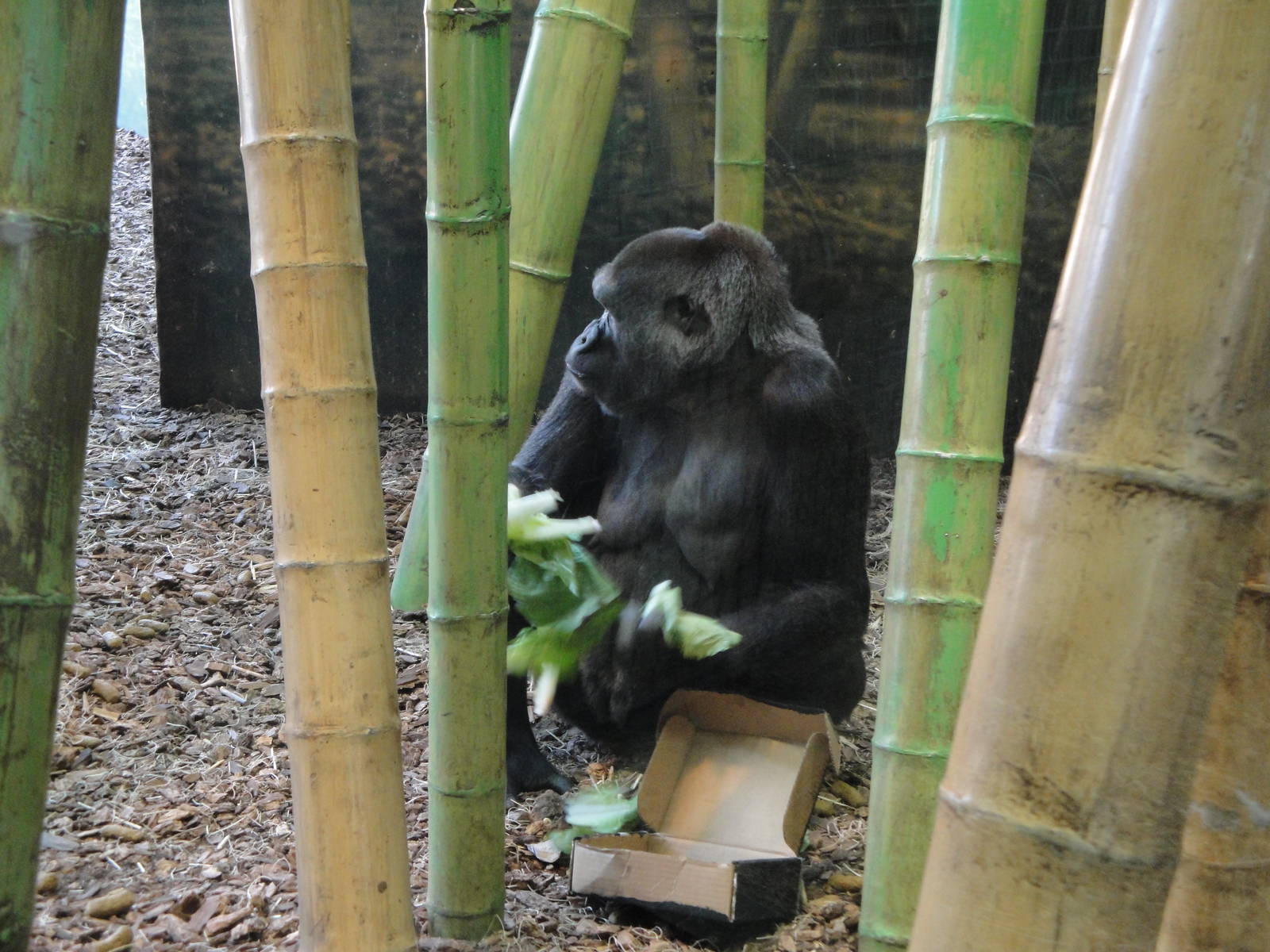 Western Lowland Gorilla