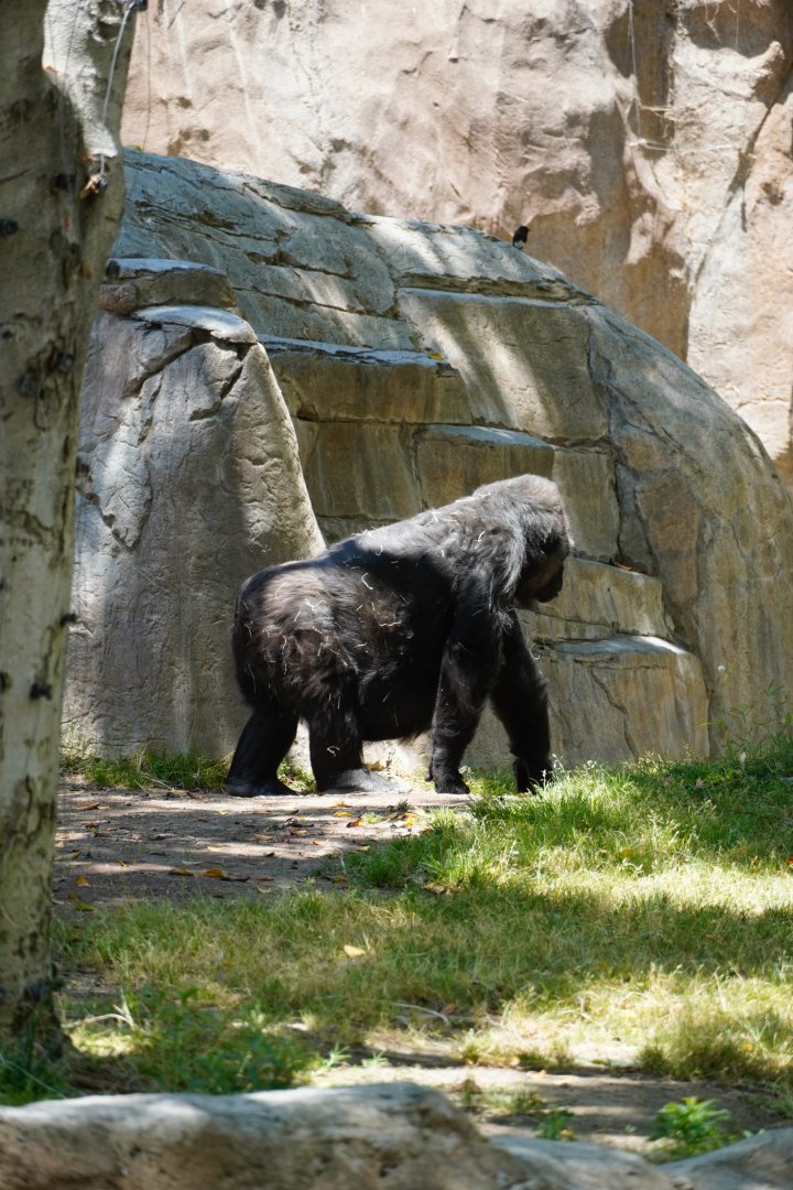 Western Lowland Gorilla