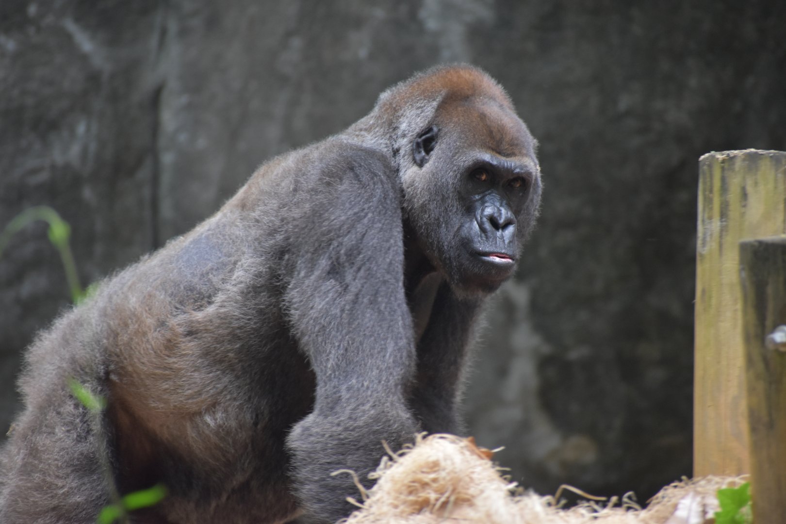 Western Lowland Gorilla