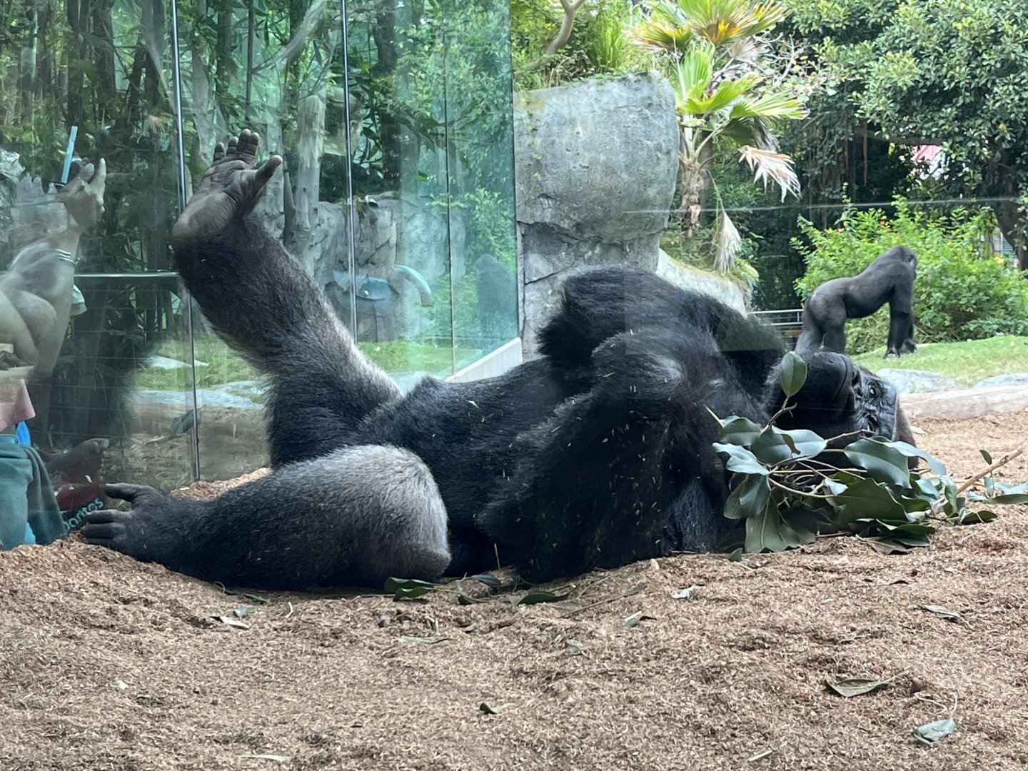 Western Lowland Gorilla