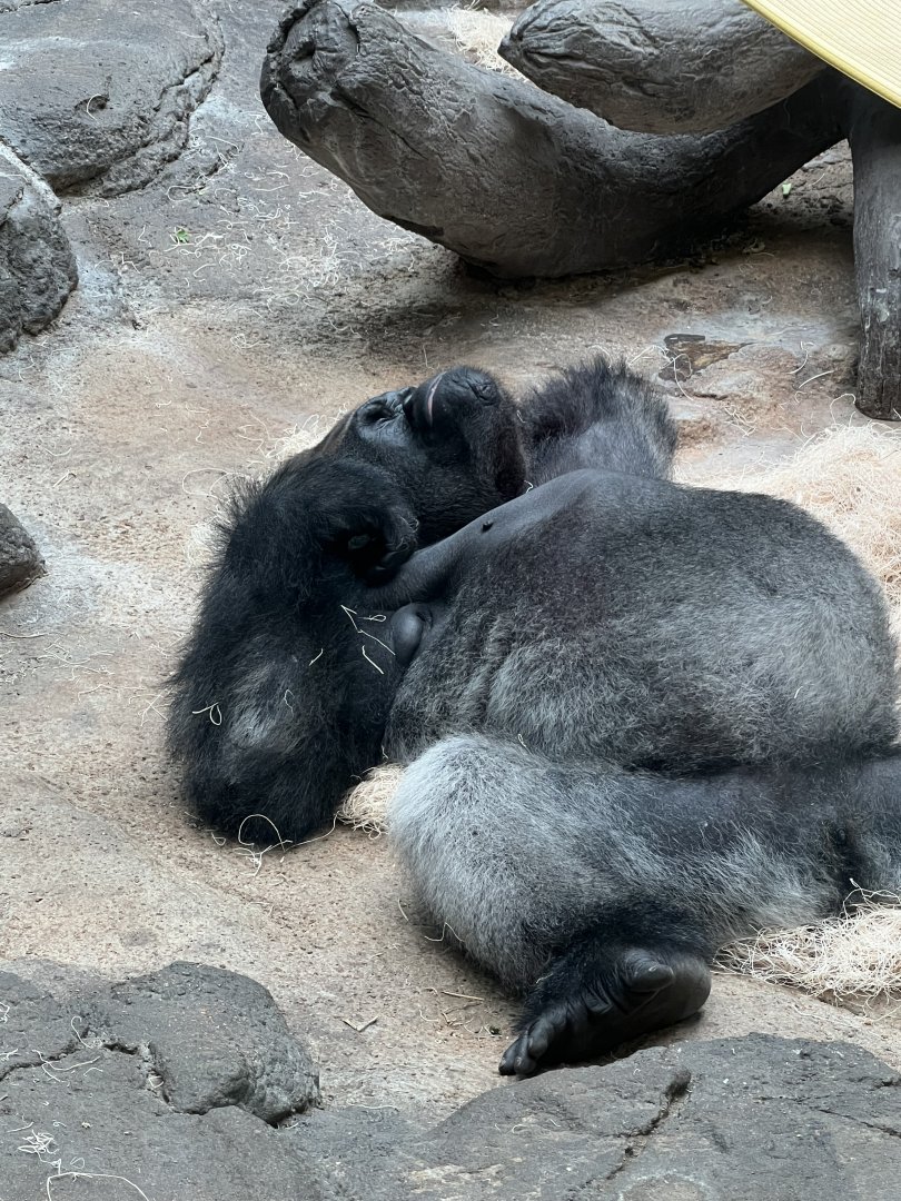 Western Lowland Gorilla