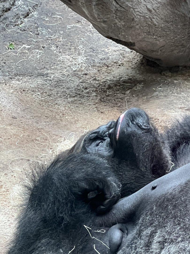Western Lowland Gorilla
