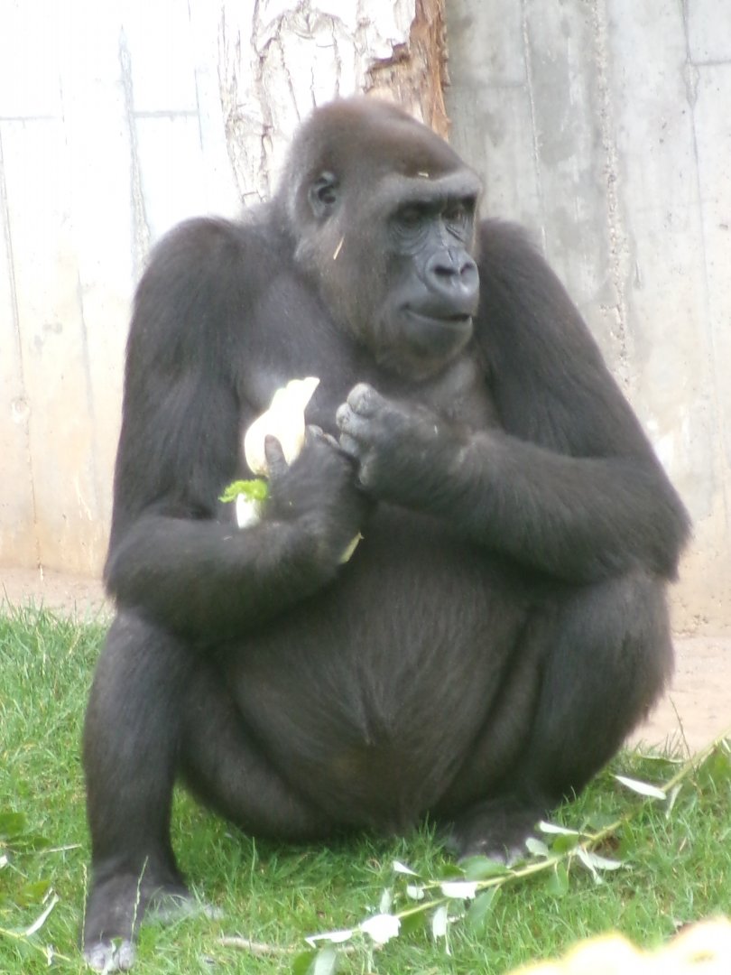 Western lowland gorilla