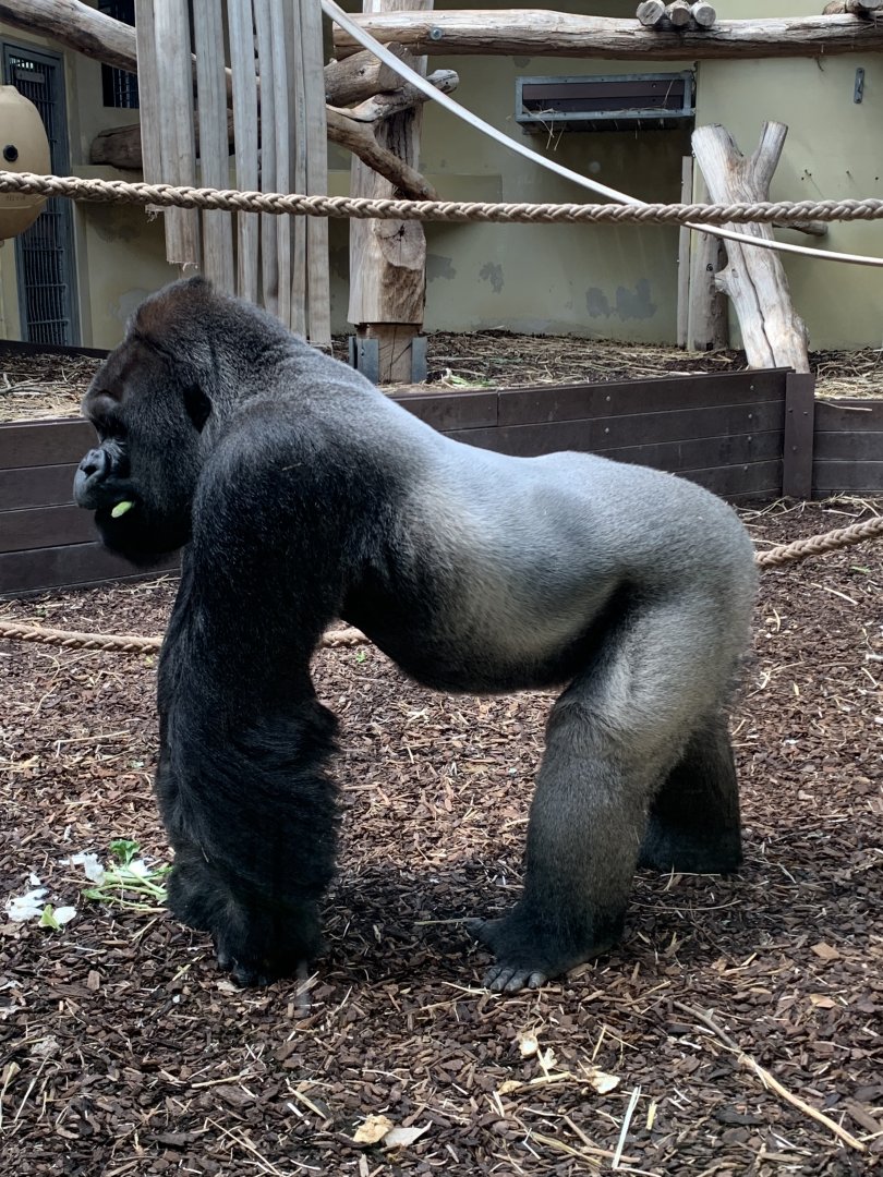 Western lowland gorilla