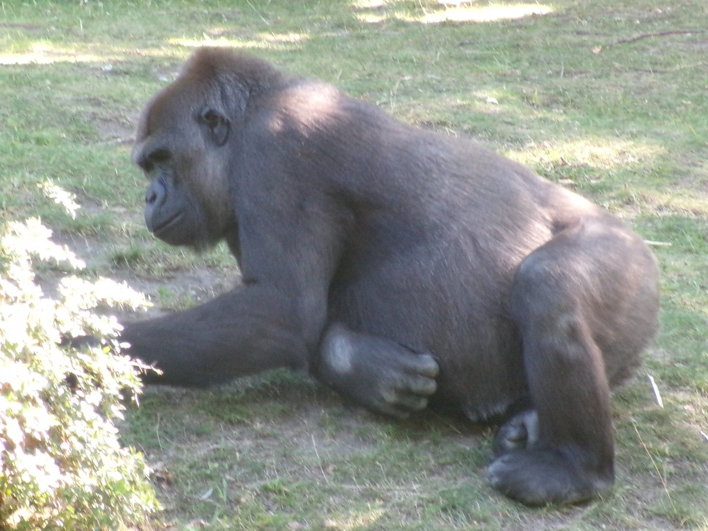 Western lowland gorilla