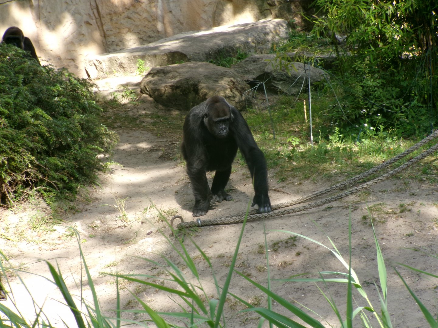 Western lowland gorilla