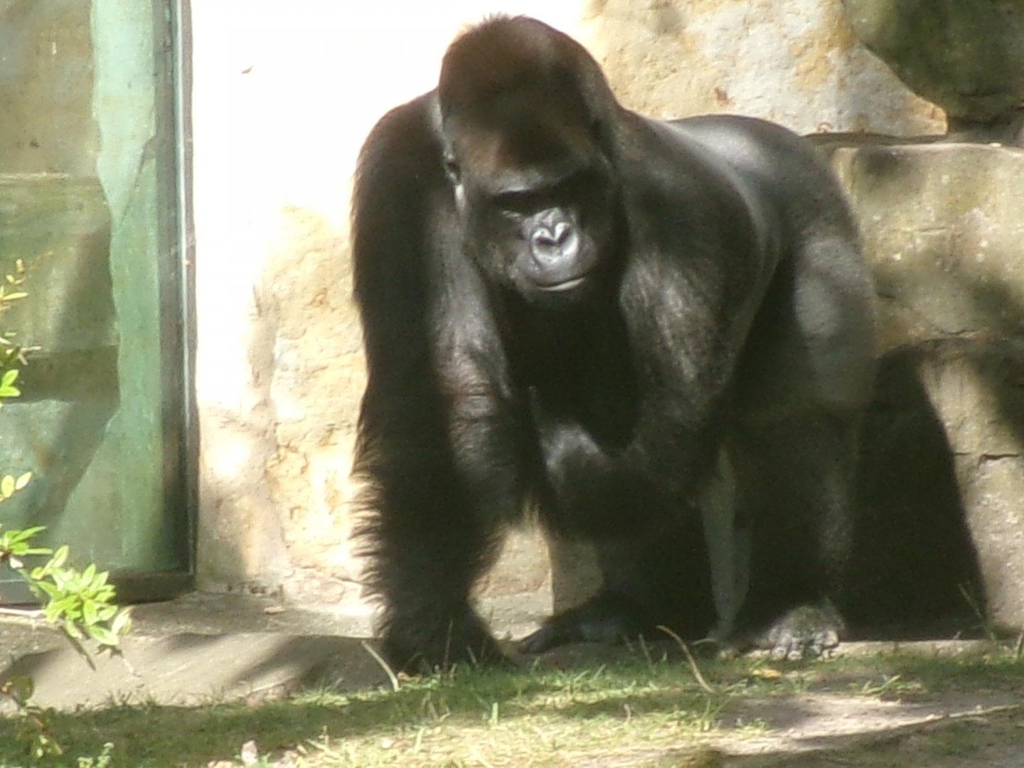 Western lowland gorilla